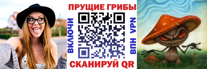 наркота  Шумиха  Галлюциногенные грибы Cubensis 